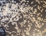 صورة لخطوة 5 من وصفة مقلوبه (باذنجان وبطاطا)