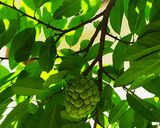 A picture of step 1 of Custard Apple Smoothie Fantasy.