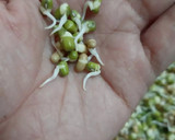 ફણગાવેલા મગમઠ નું શાક (Sprouted MagMathSabji Recipe In Gujarati) રેસીપી સ્ટેપ1ફોટો