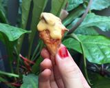 Foto langkah ke 4 dari resep CHICKEN Garlic With CHEESE Sauce.
