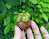 Hình bước làm 3 của món Bánh đậu xanh trái cây