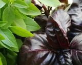 Une image de l'étape 14 de Sauce 🥣au yaourt grec 🍶fraîcheur d’été 🌱🌿☘️🍃.