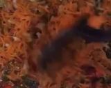 Carrot saucematakin girki4 hoto