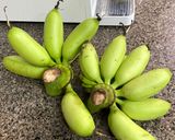 Hình bước làm 2 của món Cá Ồ Kho Chuối Cau