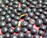 Foto del paso 1 de la receta: Lentejas caviar