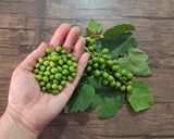 عکس مرحله 1 از دستور غوره خشک و پودر غوره