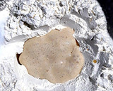 Foto del paso 2 de la receta: Pan de campo relleno