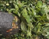 Foto langkah ke 3 dari resep Karedok Kacang Panjang.