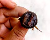 Foto langkah ke 8 dari resep Black Garlic.