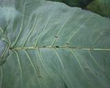 A picture of step 1 of Colocasia Leaves Patra / Gujarati Arbi Patra.