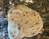 Foto del passaggio 3 della ricetta Ciambelline al mosto | mostaccioli