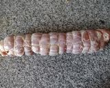 Foto del paso 11 de la receta: Matambre arrollado de Bigote Cocina