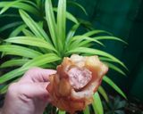 Foto langkah ke 9 dari resep Sotang (Sosis Kentang).