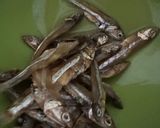 Foto langkah ke 2 dari resep Mie lidi Gomak khas Medan.