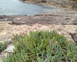 Φωτογραφία βήματος 1 της συνταγής Αλάτι από Κρίταμο