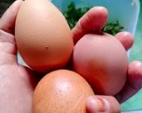Foto langkah ke 1 dari resep Telur Dadar Bayam Wortel.