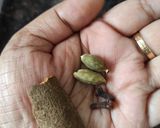 দেশী মুরগির ঝোল (deshi murgir jhol recipe in Bengali) রেসিপি ধাপ - 3 ছবি