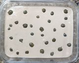 Foto del paso 8 de la receta: ❤️ Vitel Tonne de lengua, receta tradicional de mi mamá para fin de año y Navidades ❤️