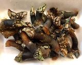 Foto del paso 1 de la receta: Percebes cocidos