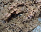 Foto langkah ke 6 dari resep Oatmeal Coklat Cookies.