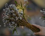 عکس مرحله 1 از دستور بفرمایید عرق بیدمشک