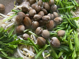 Kerang Tumis Taugeh Kucai