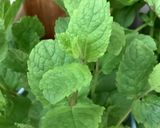 Une image de l'étape 10 de Gaspacho fraîcheur d’été 🍓🥑🧅🫑🧄🌶🍯.