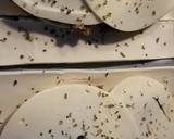 Foto del paso 6 de la receta: Empanadas de aprovechamiento en hojaldre