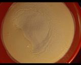 Une image de l'étape 2 de Biscuit roulé.