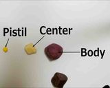 A picture of step 7 of Nerikiri Wagashi: "Kiku" (Chrysanthemum).