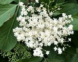 A picture of step 1 of Elderflower Syrup.
