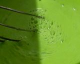 Foto langkah ke 2 dari resep Cendol Thailand.