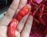 Foto langkah ke 1 dari resep Balado Terong Bakso.