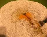 Foto del paso 2 de la receta: Alfajores de coco y avena 🥥