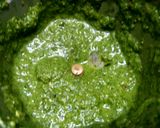 A picture of step 2 of Brinjal pakoda.