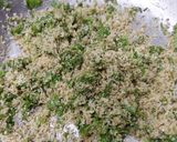 A picture of step 2 of Stuff Mirchi.