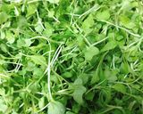 Hình bước làm 1 của món Salad Cải Mầm Cá Ngừ Ngâm Dầu