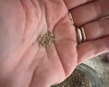 A picture of step 2 of Chrysanthemum tea.