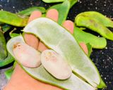 Hình bước làm 1 của món Cá chim biển trắng chiên nghệ và canh hầm đậu củ quả