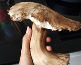 Foto del paso 1 de la receta: Boletus con salsa de vino y mantequilla