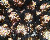 Foto langkah ke 6 dari resep Koko Krunch Coklat.