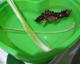 Foto langkah ke 3 dari resep 80. Lodeh Jantung Ikan Asap.