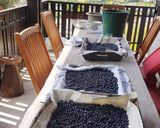 Une image de l'étape 7 de Tarte aux brimbelles (myrtilles)☕️.