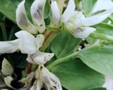 Foto del paso 1 de la receta Infusión de flores de haba