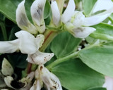 Foto del paso 1 de la receta: Infusión de flores de haba