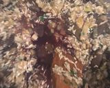Foto del paso 4 de la receta: Risotto de hongos