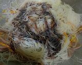 Foto langkah ke 3 dari resep Bihun Baso Kecap.
