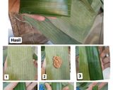 Foto langkah ke 3 dari resep Lepat Ubi.