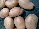 સમોસા (Samosa Recipe in Gujarati)