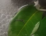 Foto langkah ke 1 dari resep Sayur Bening Bayam Jagung.
